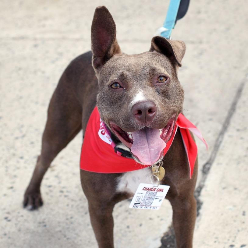 Enlarge Charlie Girl, a Adoptable mixed breed in Fairfax, VA image 2/6