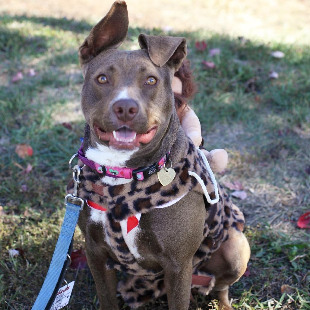 Charlie Girl — thumbnail 2