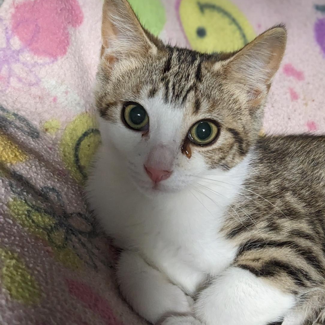 Enlarge Yzma, a Adoptable Tabby in Shippenville, PA image 4/6