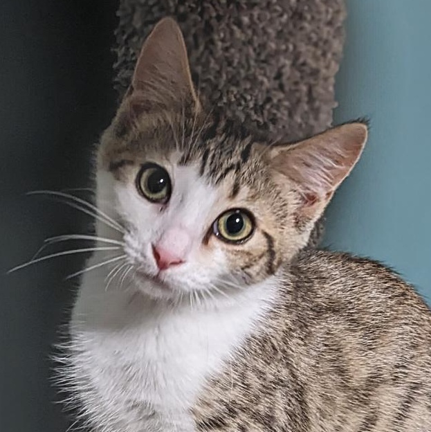 Enlarge Yzma, a Adoptable Tabby in Shippenville, PA image 3/6