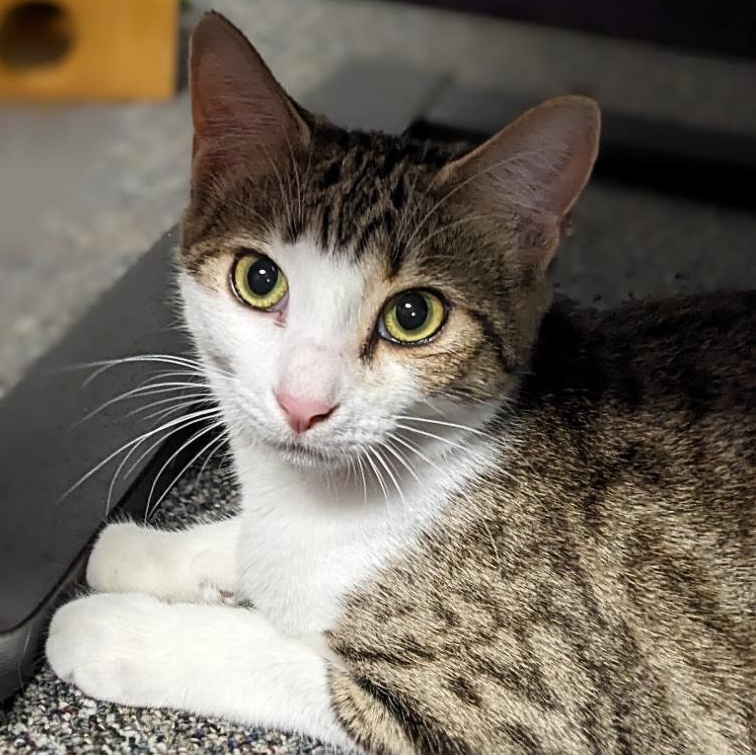 Yzma, Adoptable, Kitten Female Tabby.