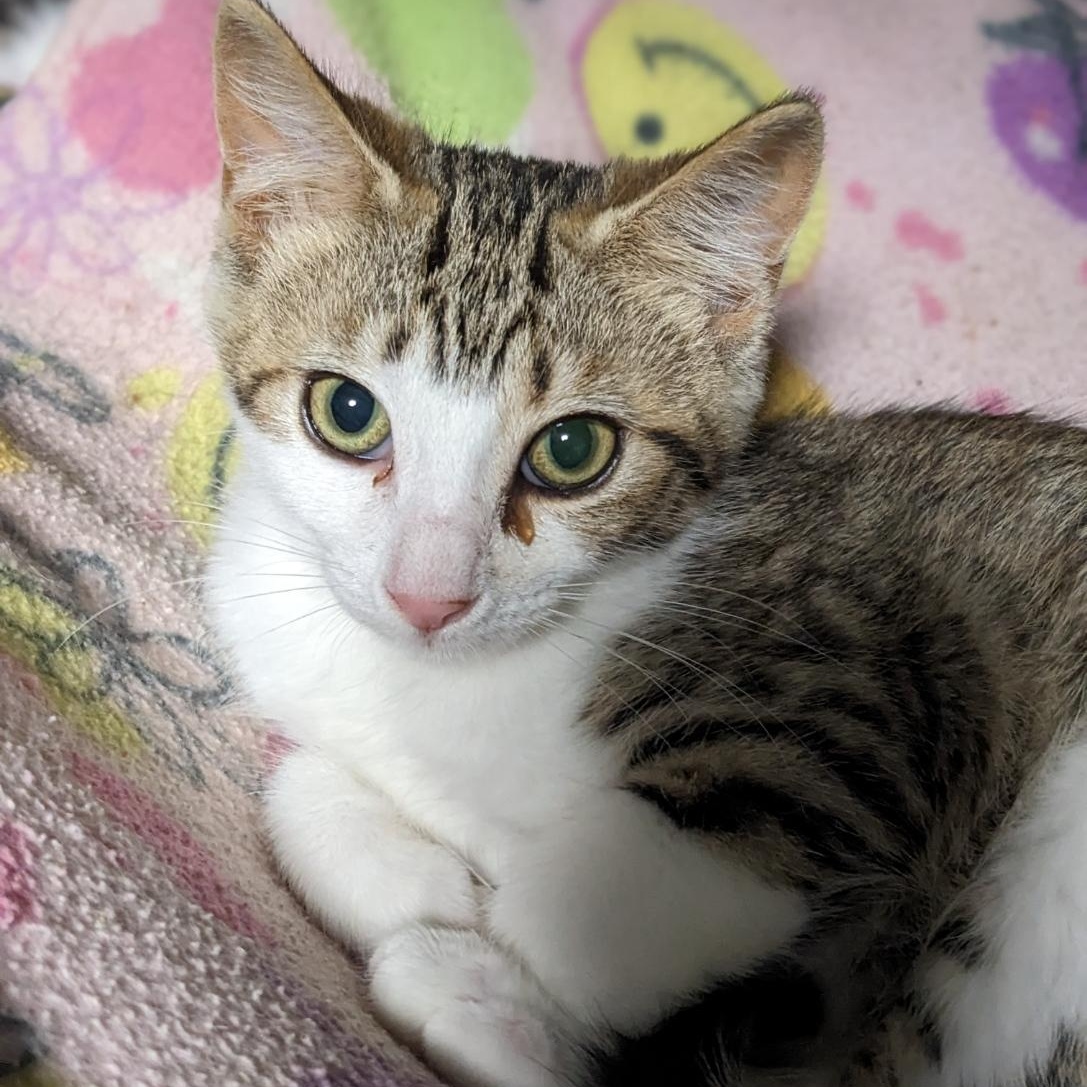 Enlarge Yzma, a Adoptable Tabby in Shippenville, PA image 5/6