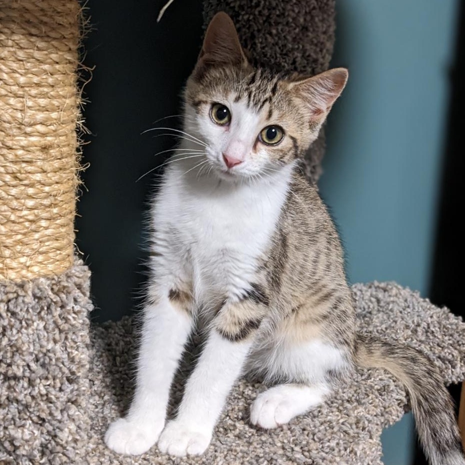 Enlarge Yzma, a Adoptable Tabby in Shippenville, PA image 6/6