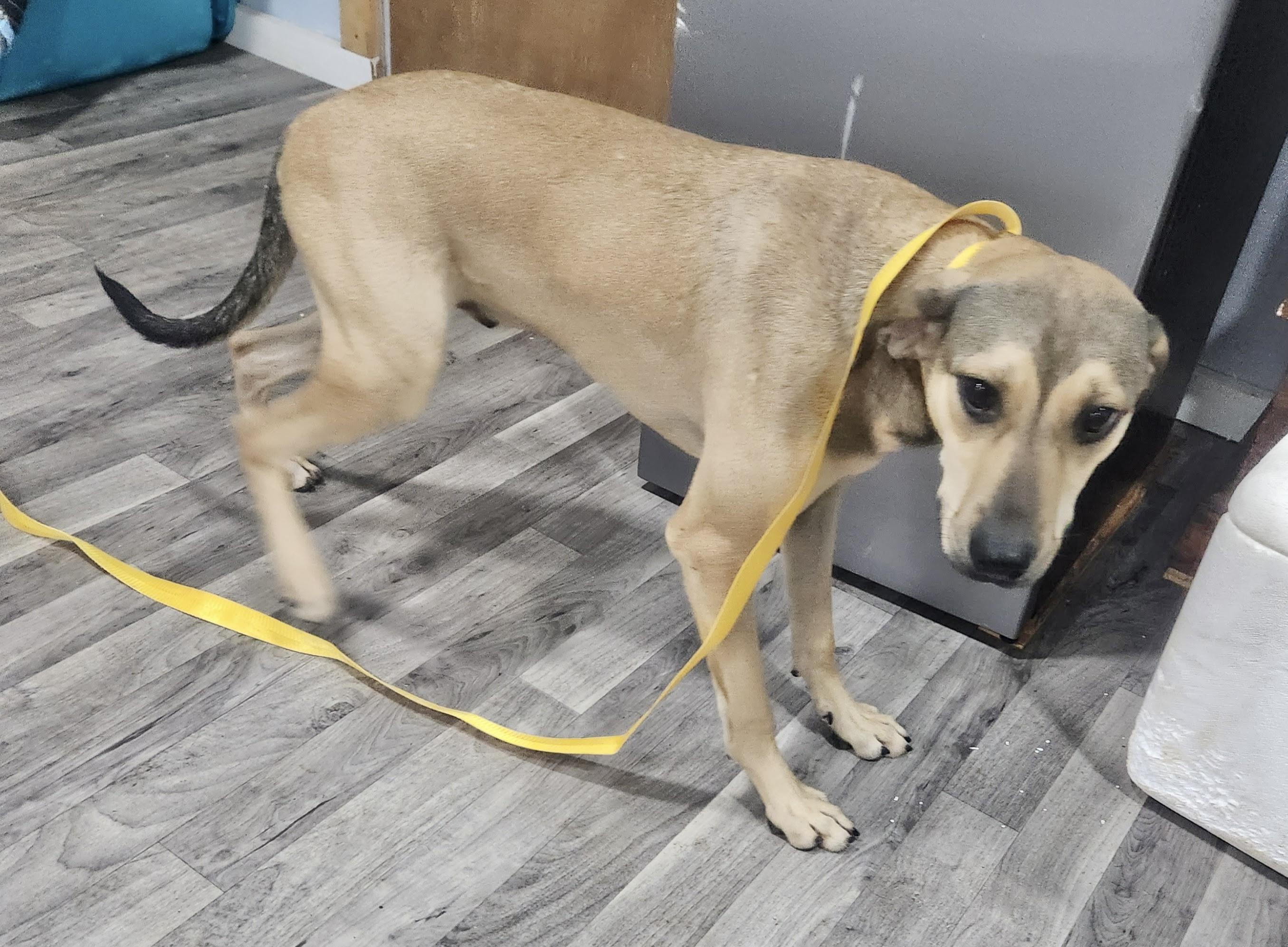 Enlarge Star, a Adoptable Mountain Cur in Manchester, CT image 2/6