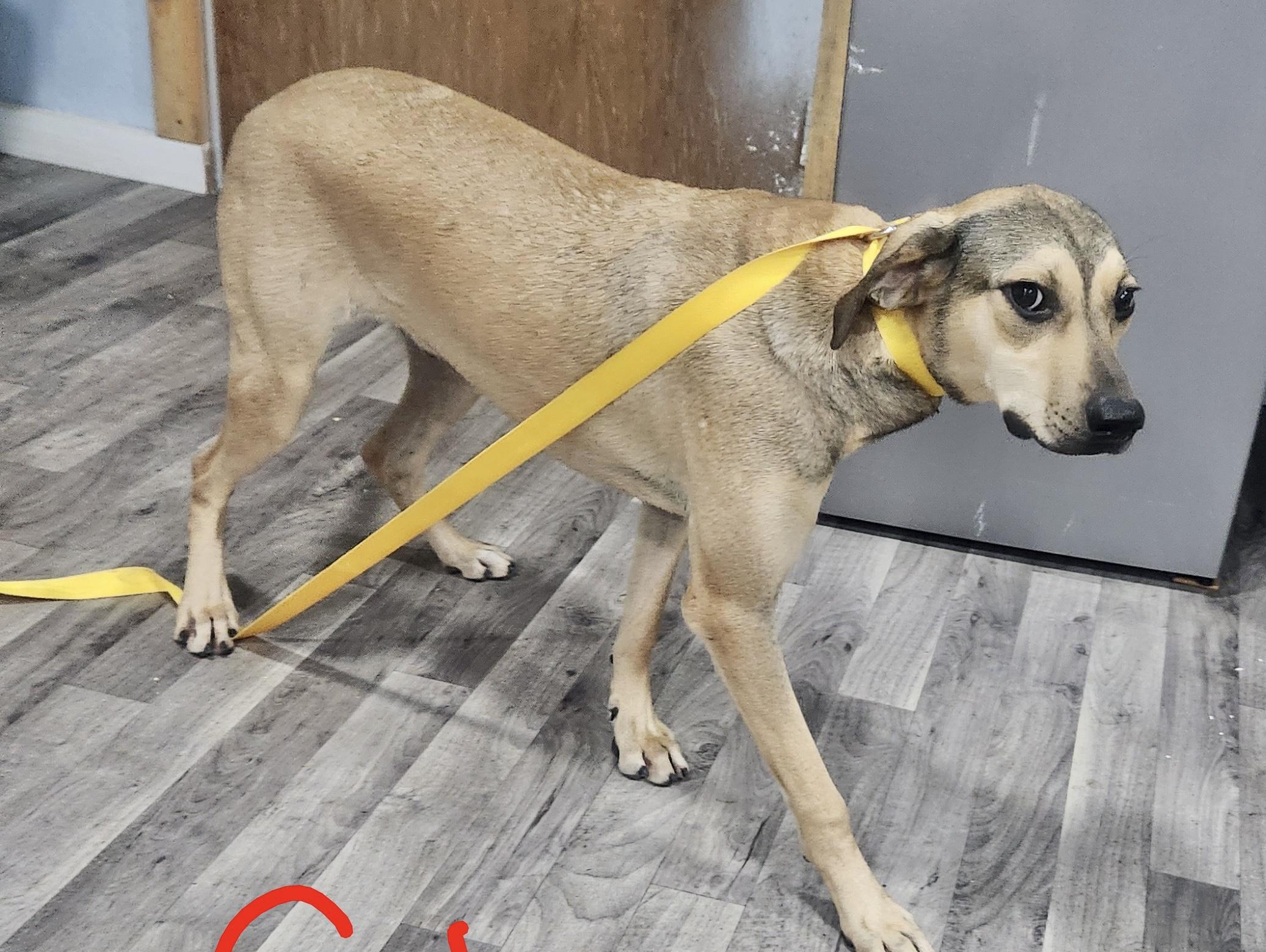 Enlarge Star, a Adoptable Mountain Cur in Manchester, CT image 4/6