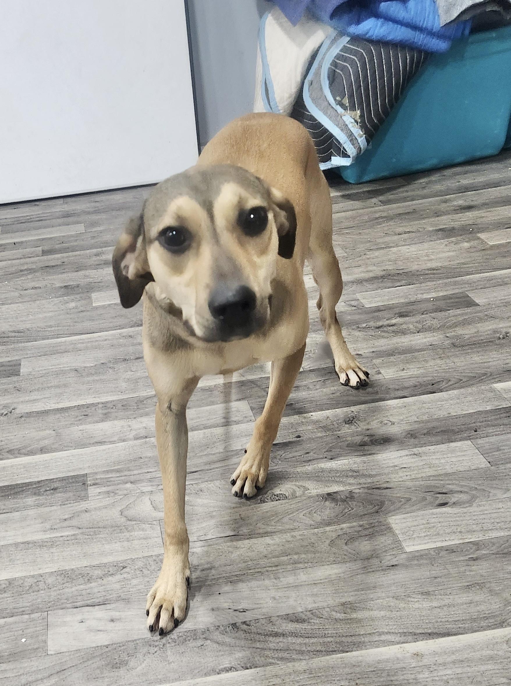 Enlarge Star, a Adoptable Mountain Cur in Manchester, CT image 6/6