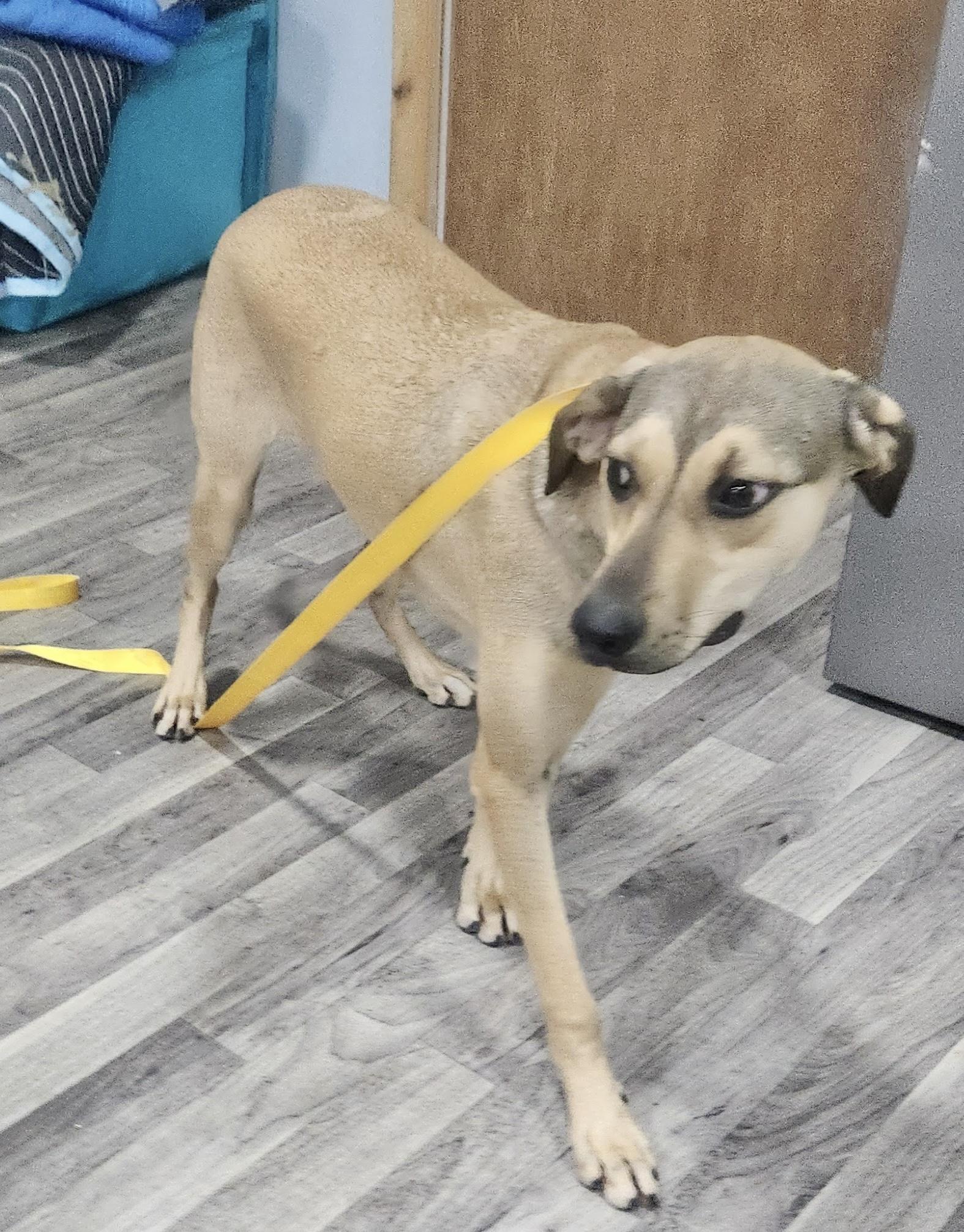 Enlarge Star, a Adoptable Mountain Cur in Manchester, CT image 5/6