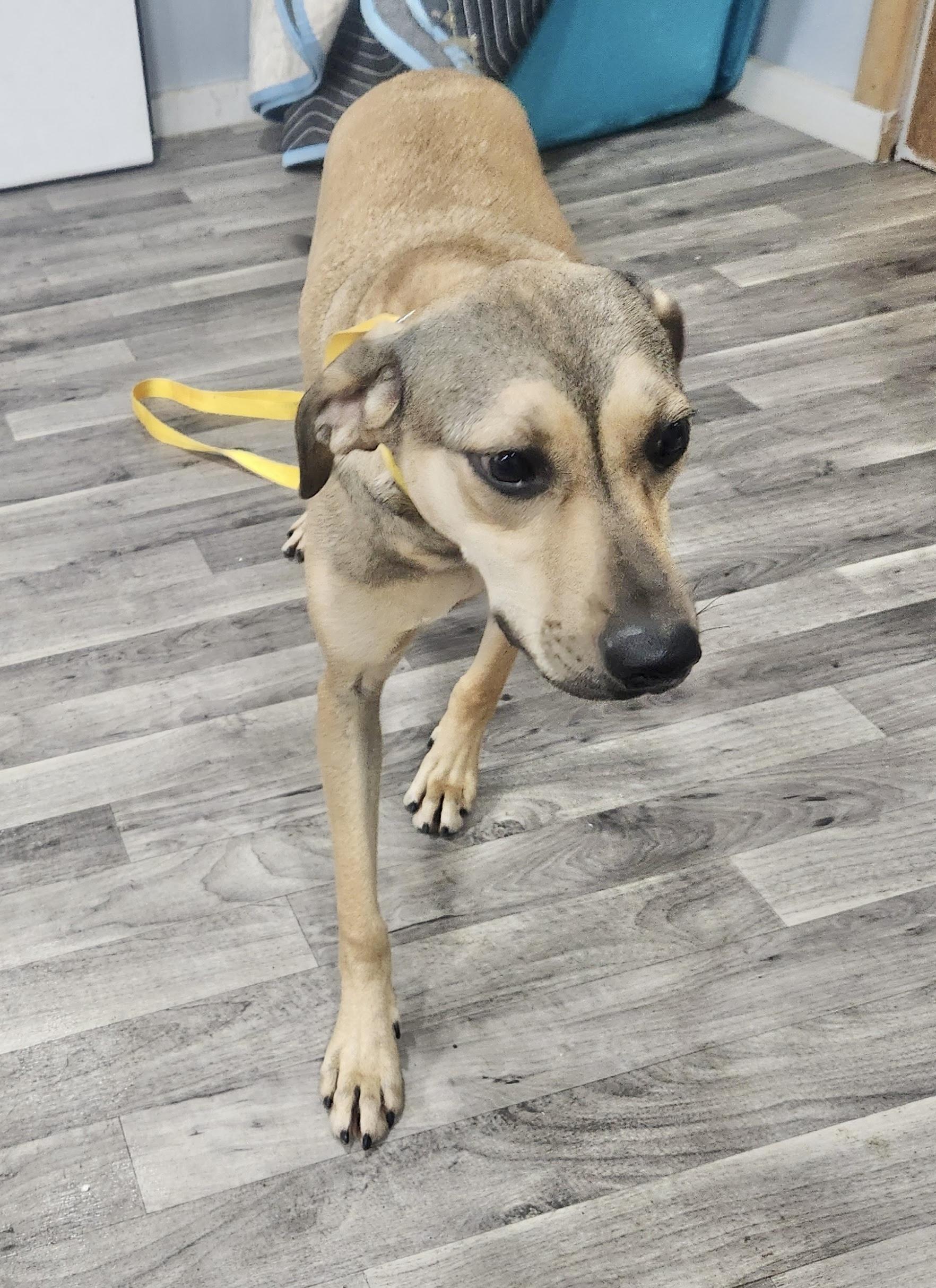 Enlarge Star, a Adoptable Mountain Cur in Manchester, CT image 3/6