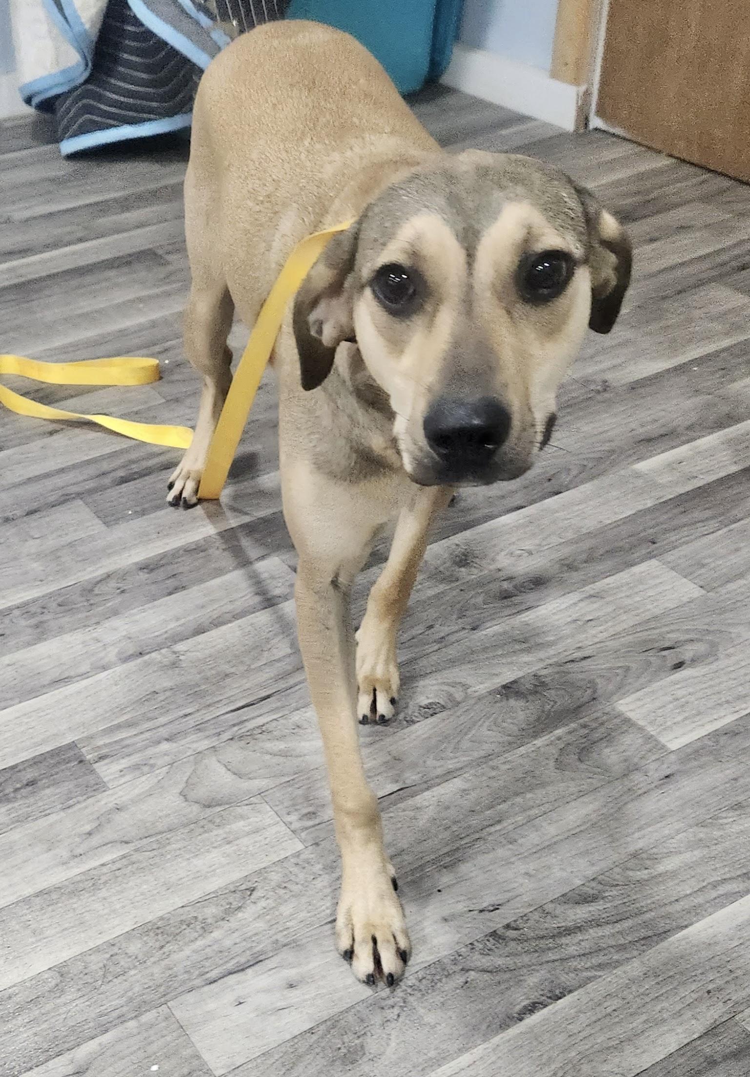 Star, Adoptable, Young Male Mountain Cur.