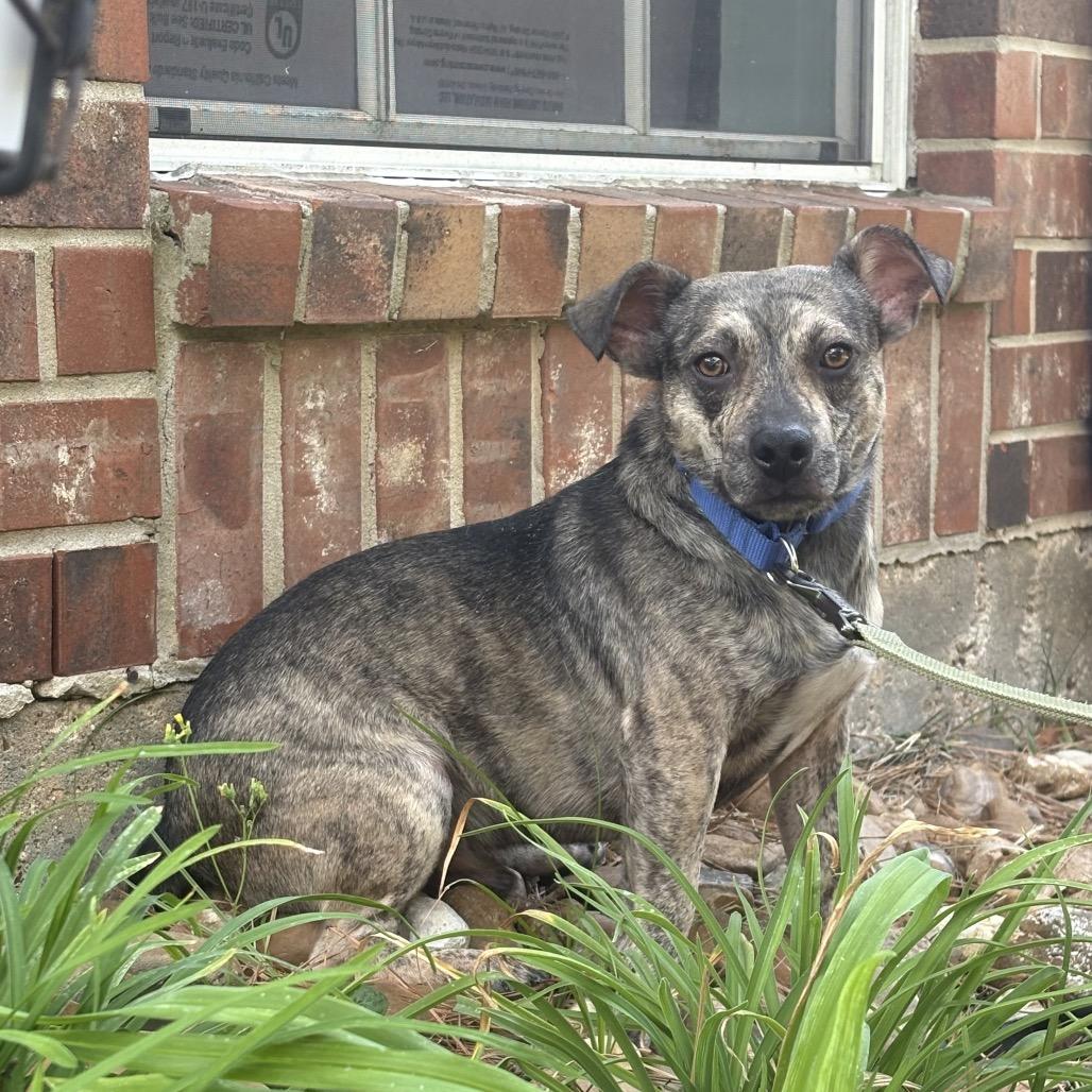 Enlarge Tito, a Adoptable mixed breed in rocky hill, CT image 4/5