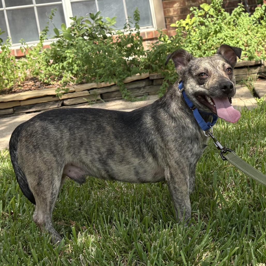 Enlarge Tito, a Adoptable mixed breed in rocky hill, CT image 1/5