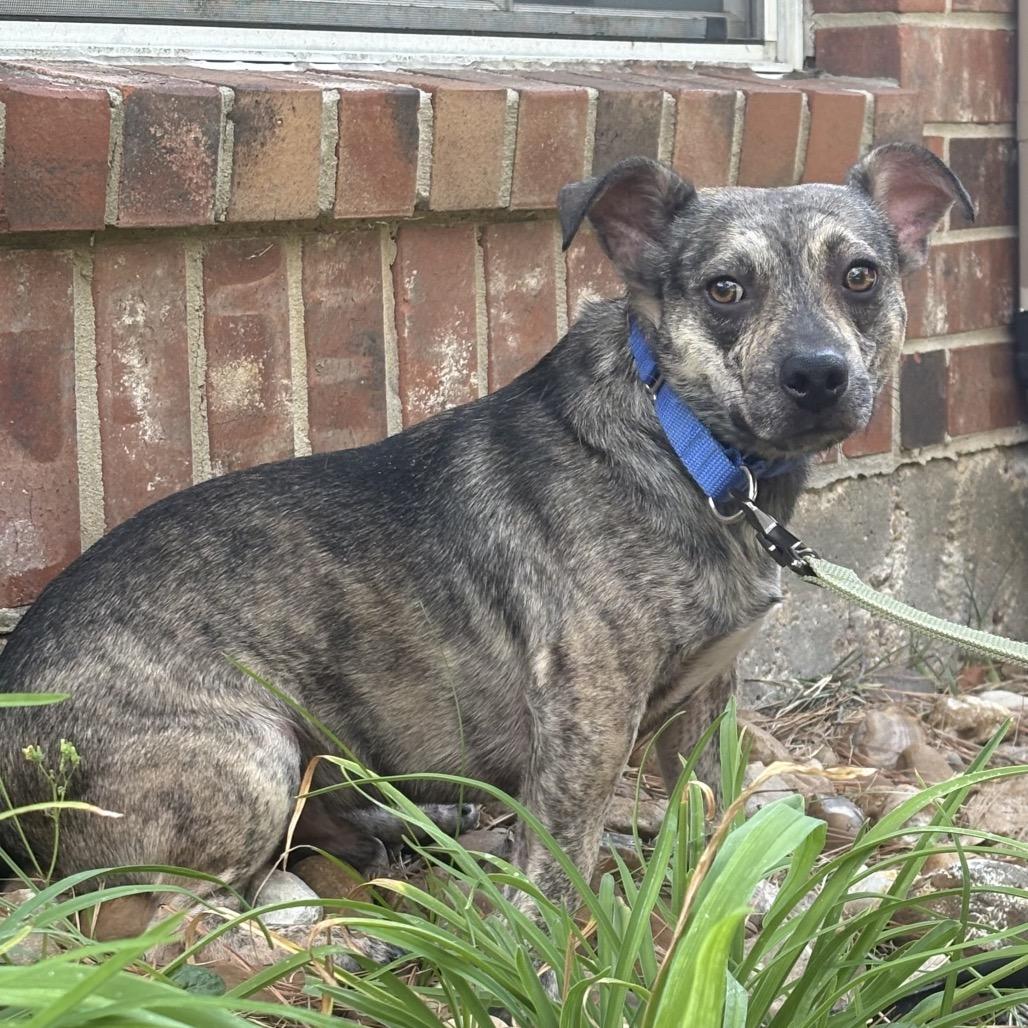 Enlarge Tito, a Adoptable mixed breed in rocky hill, CT image 2/5