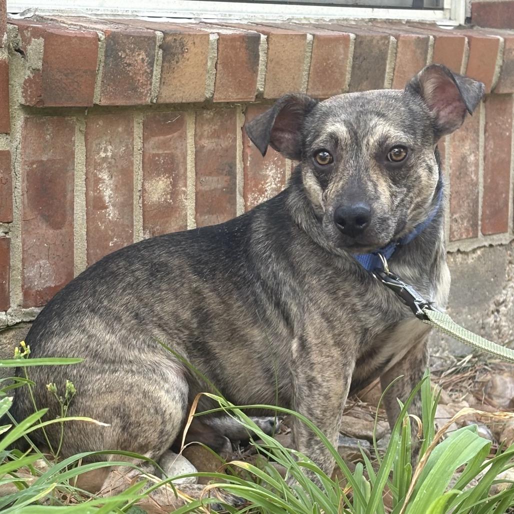 Enlarge Tito, a Adoptable mixed breed in rocky hill, CT image 5/5