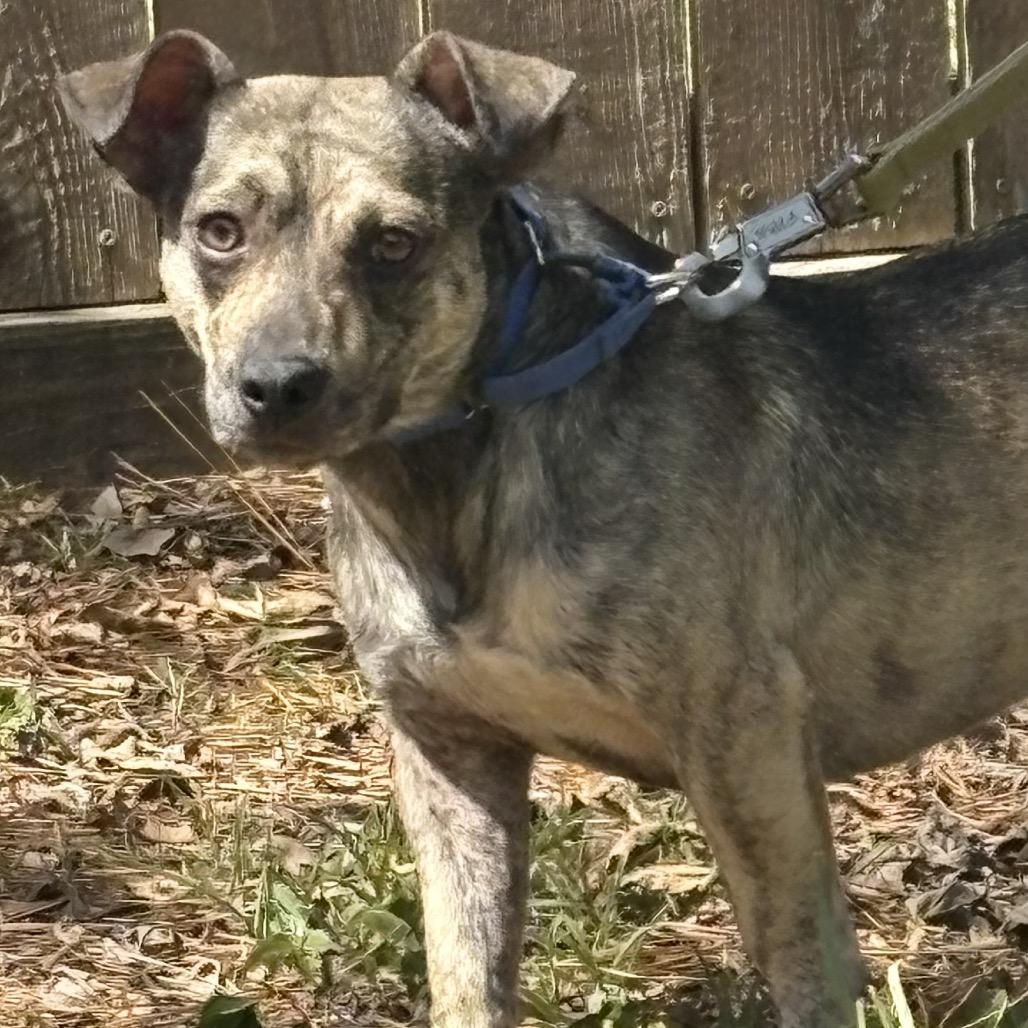Enlarge Tito, a Adoptable mixed breed in rocky hill, CT image 3/5