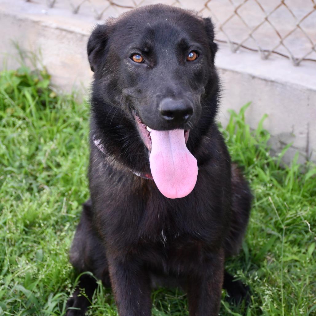 Pozole, Adoptable, Young Female Shepherd & Mixed Breed.