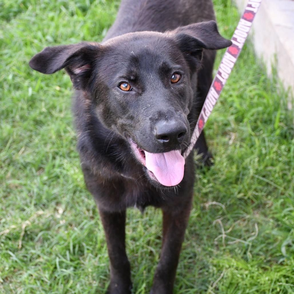 Pozole, a Adoptable mixed breed in Beaumont, TX image 2/6