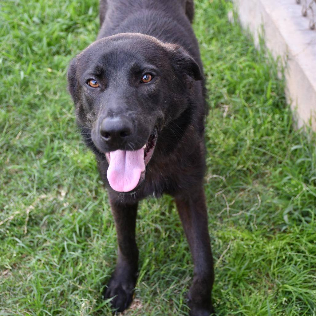 Pozole, a Adoptable mixed breed in Beaumont, TX image 3/6