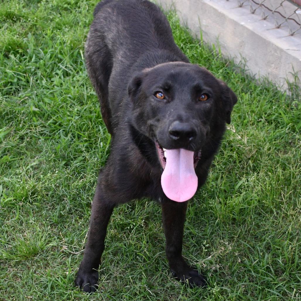Pozole, a Adoptable mixed breed in Beaumont, TX image 4/6