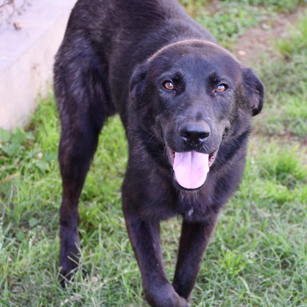 Pozole, a Adoptable mixed breed in Beaumont, TX image 5/6