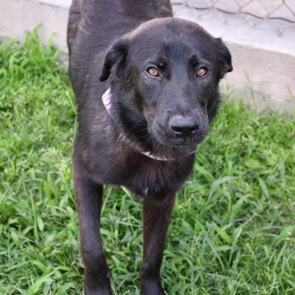 Pozole, a Adoptable mixed breed in Beaumont, TX image 6/6