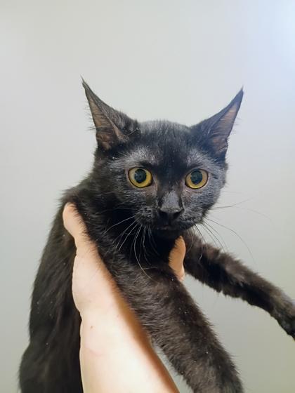Enlarge Bertha, a Adoptable mixed breed in Beatrice, NE image 1/1