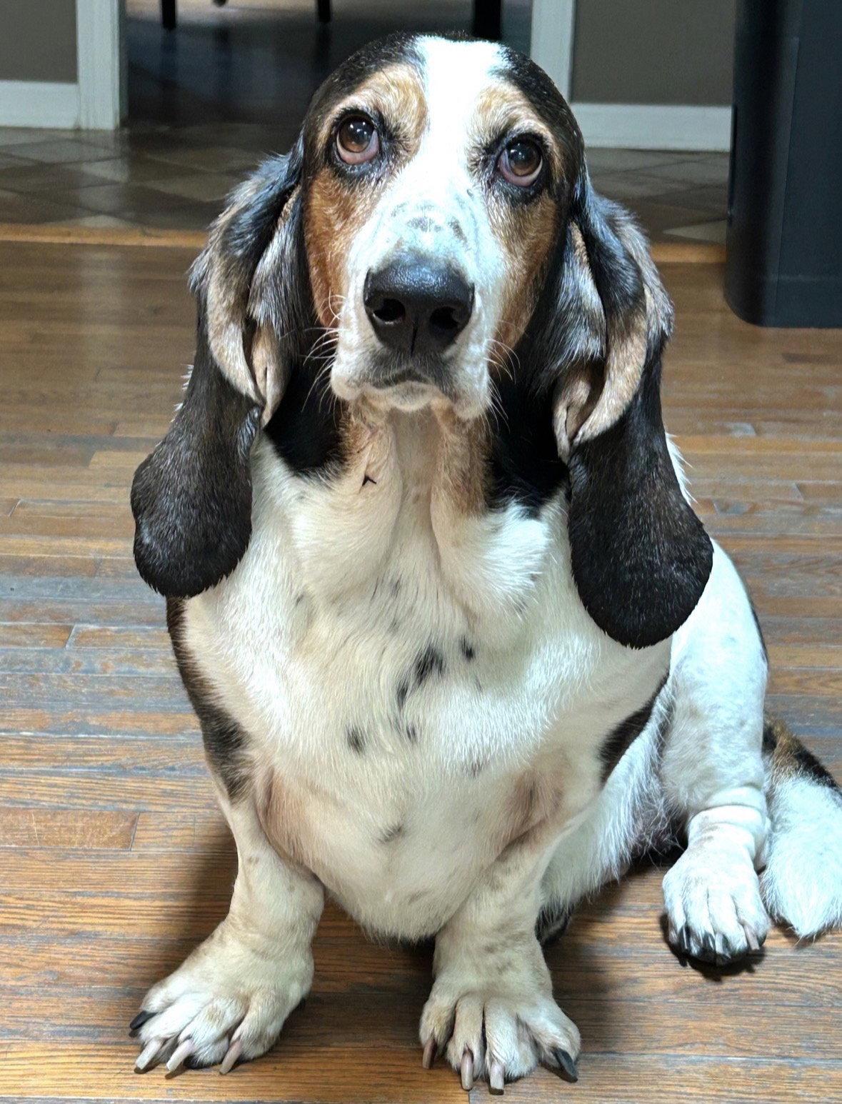 Frankie (female) (and Stella), Adoptable, Adult Female Basset Hound.