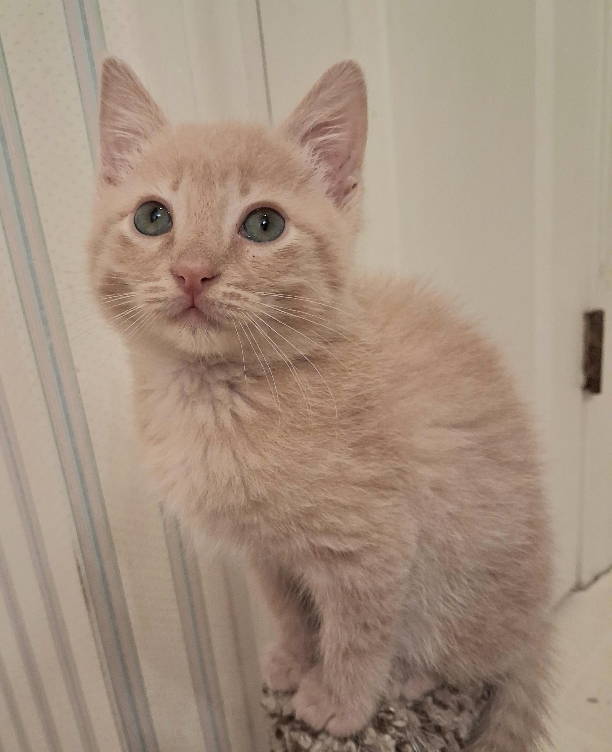 Tater Tot, an adoptable Domestic Short Hair in Greenville, NC image 5/6