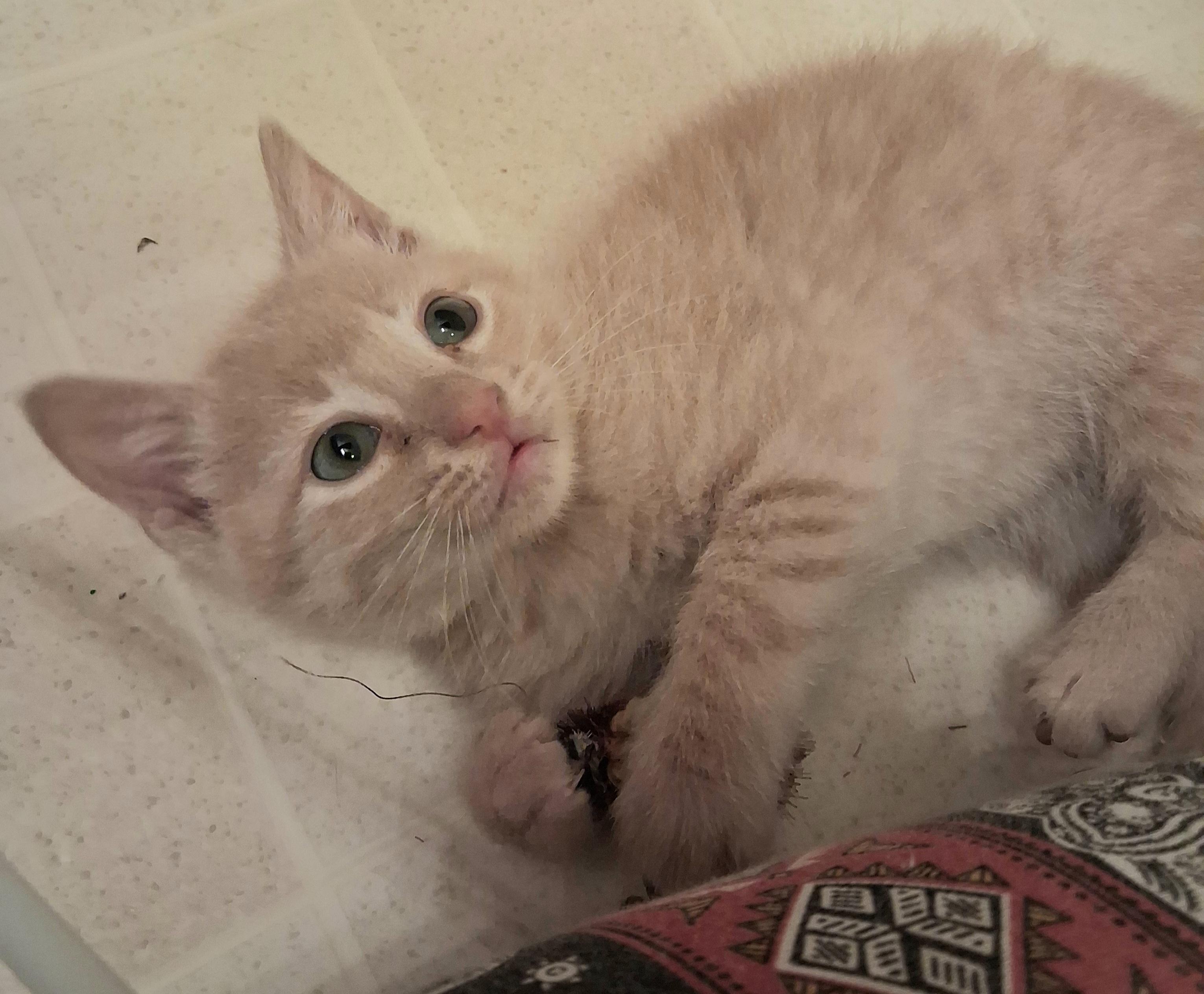 Tater Tot, an adoptable Domestic Short Hair in Greenville, NC image 3/6