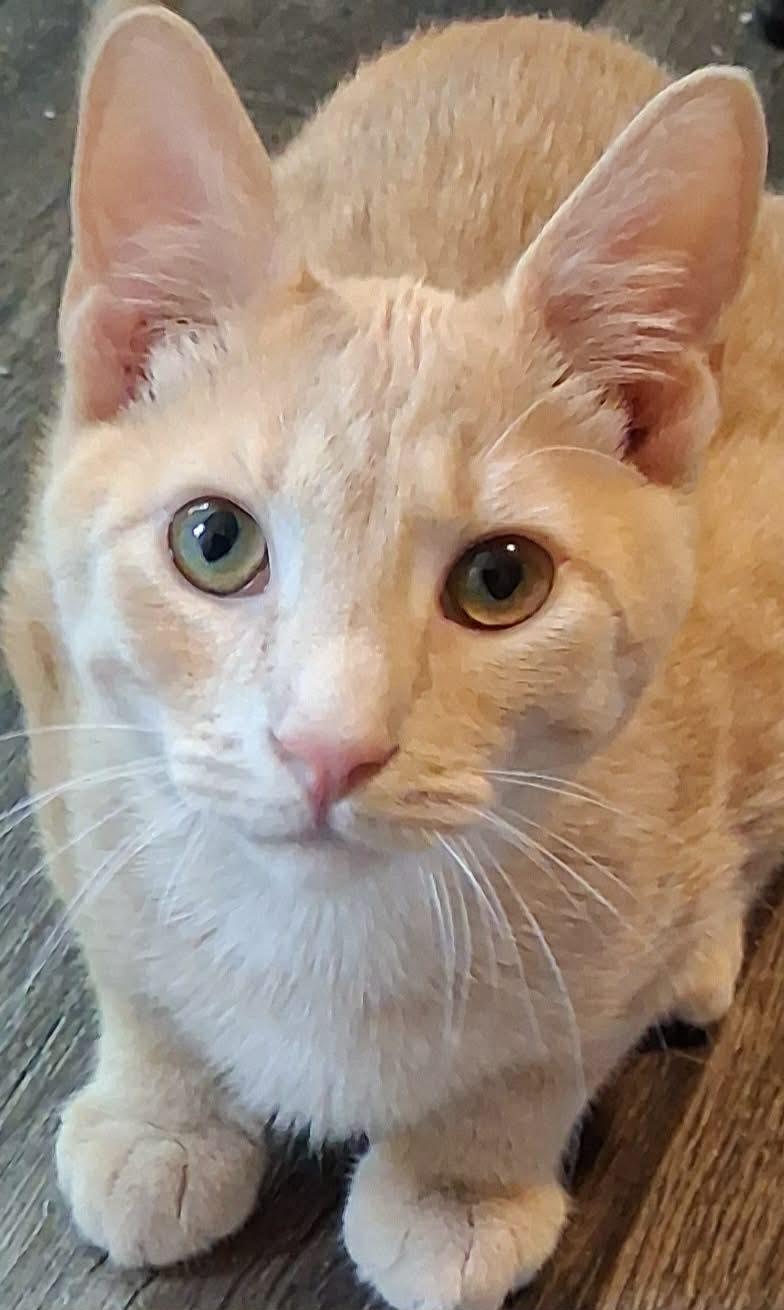 Tater Tot, adoptable, Kitten Male Domestic Short Hair.
