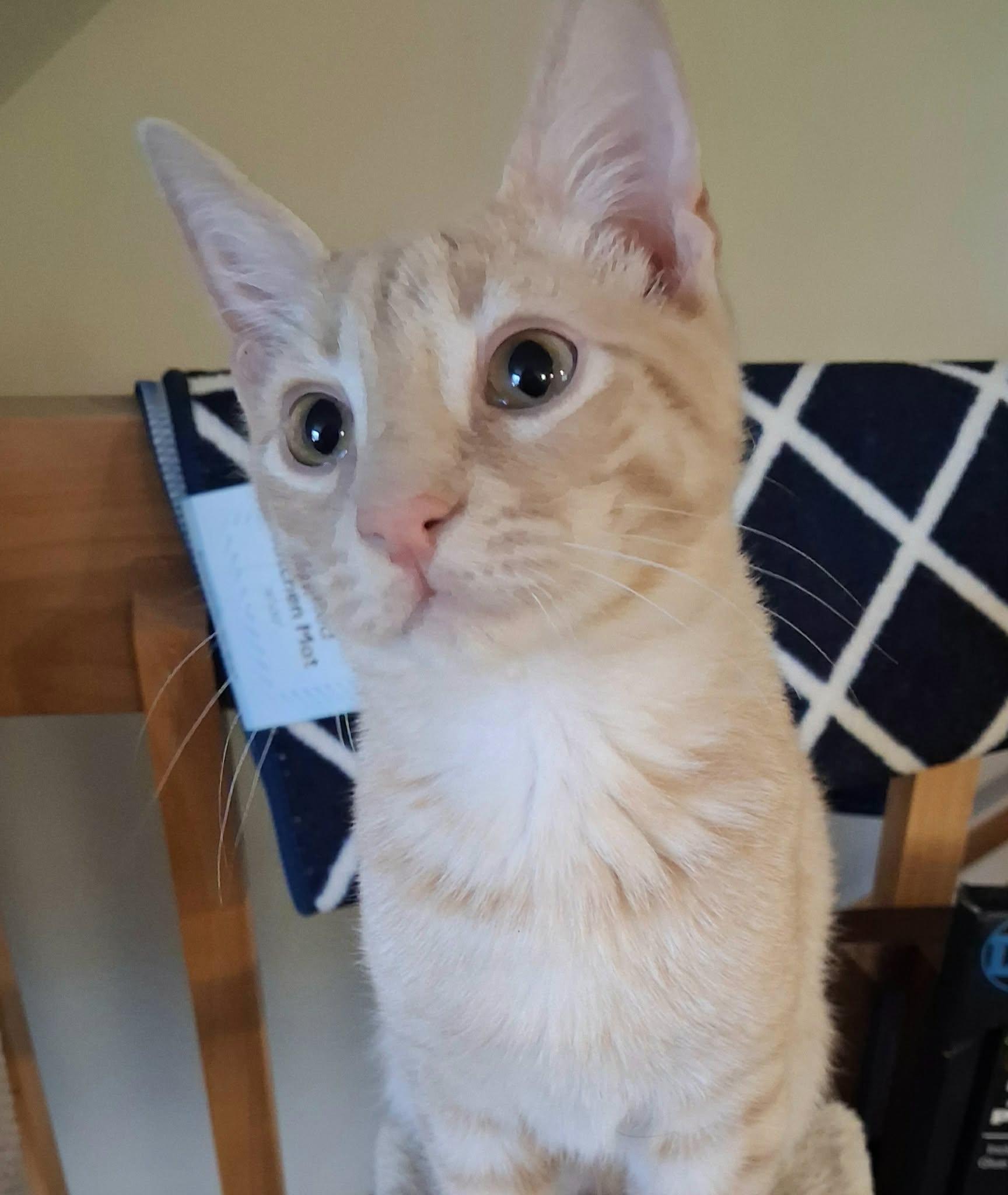 Enlarge Tater Tot, an adoptable Domestic Short Hair in Greenville, NC image 6/6