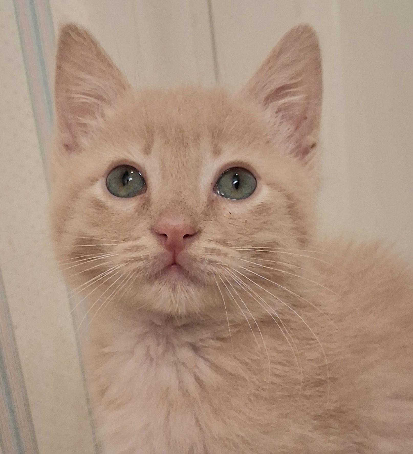 Tater Tot, an adoptable Domestic Short Hair in Greenville, NC image 2/6