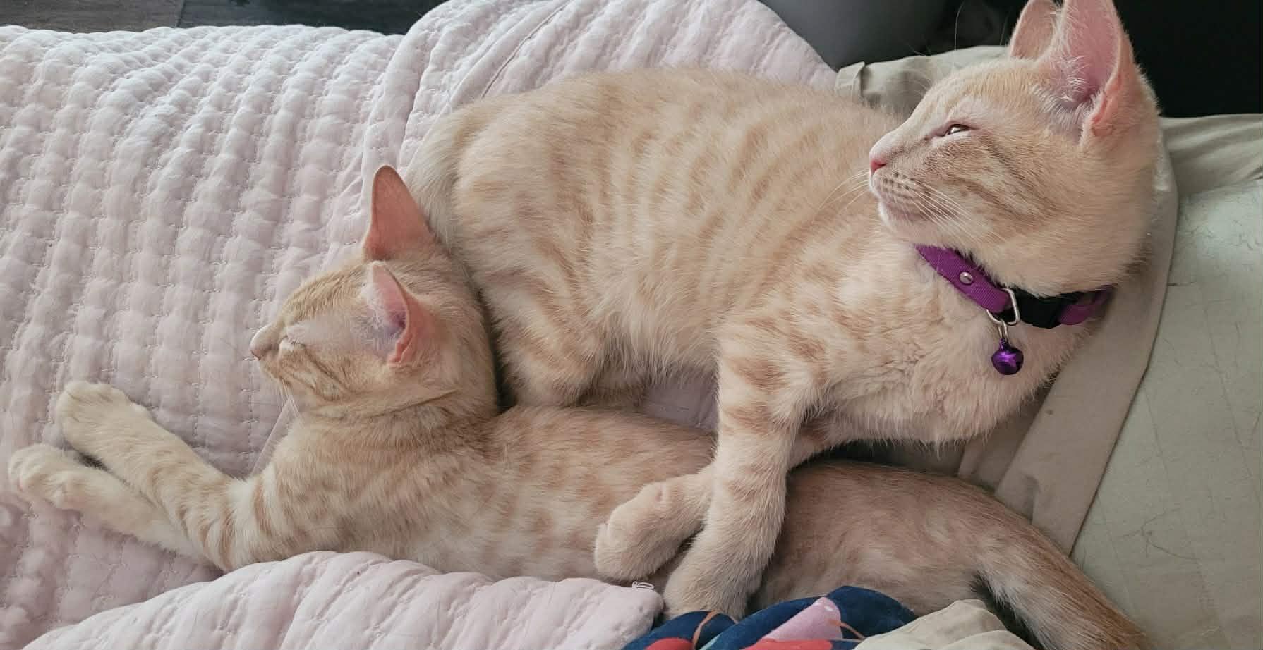 Enlarge Tater Tot, an adoptable Domestic Short Hair in Greenville, NC image 4/6