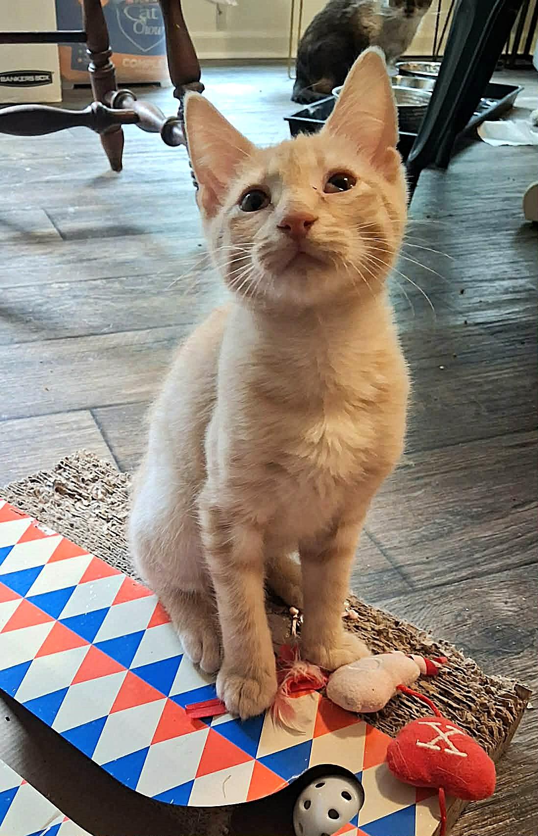 Tater Tot, adoptable, Kitten Male Domestic Short Hair.