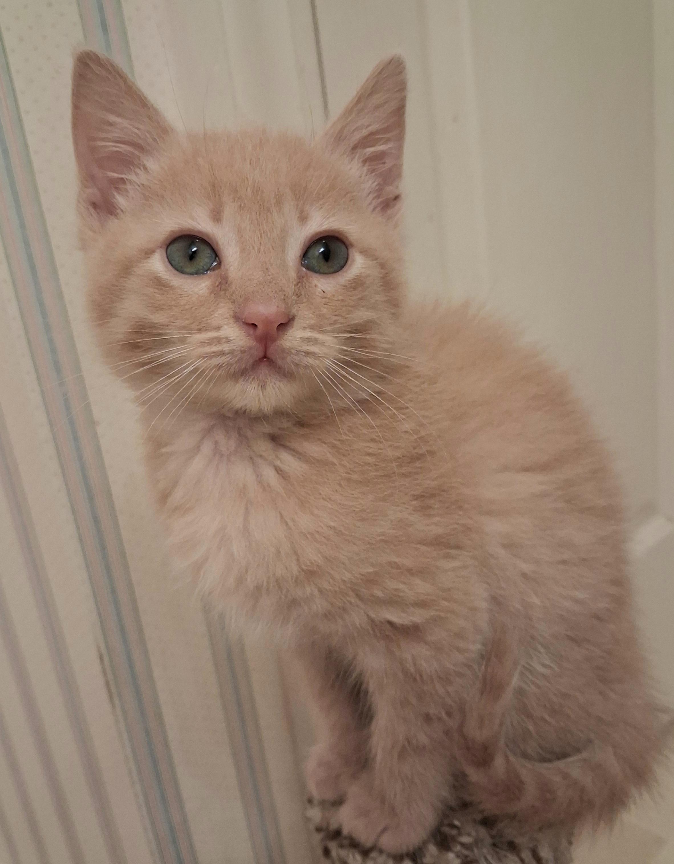 Tater Tot, an adoptable Domestic Short Hair in Greenville, NC image 4/6