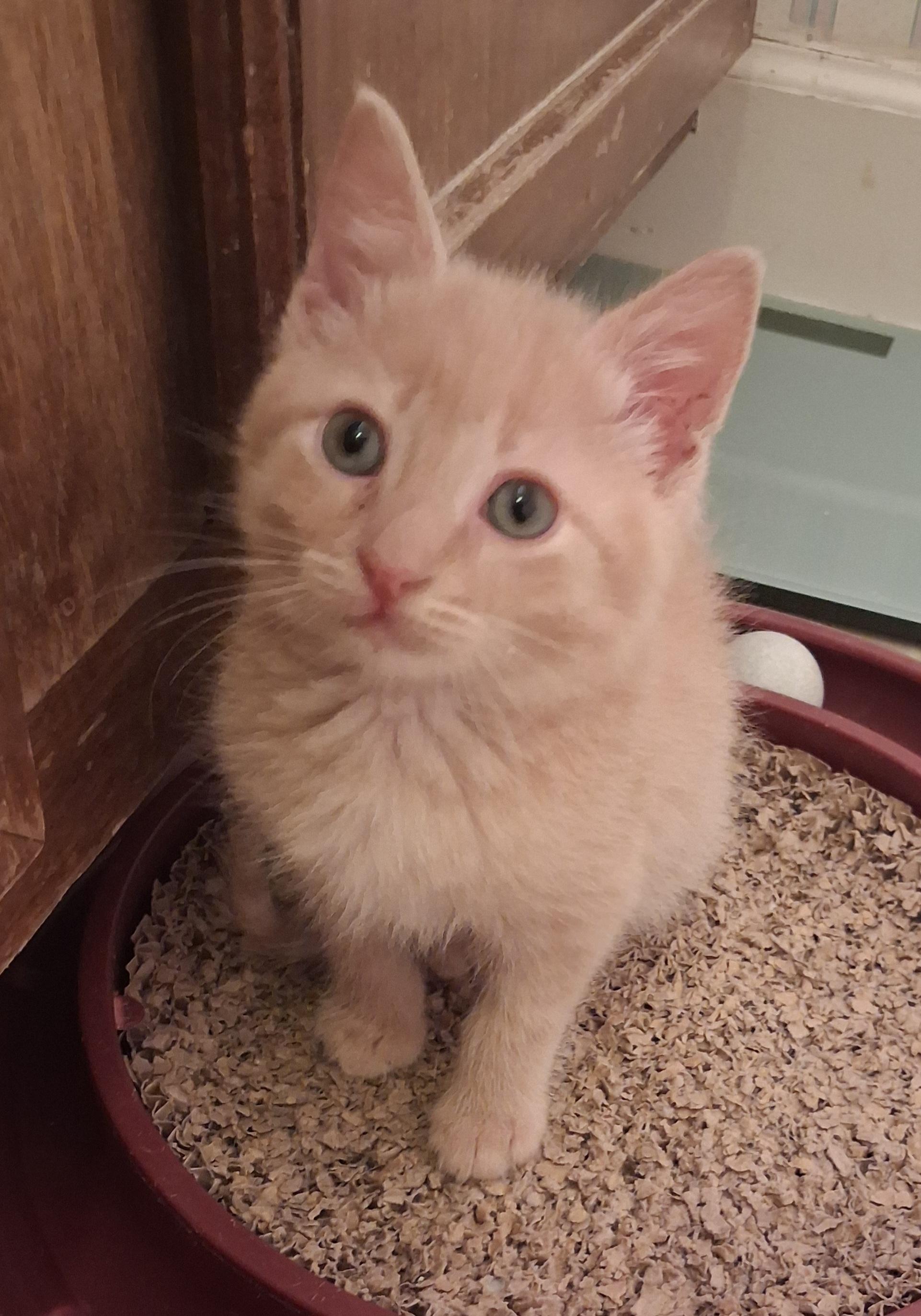 Tater Tot, an adoptable Domestic Short Hair in Greenville, NC image 6/6