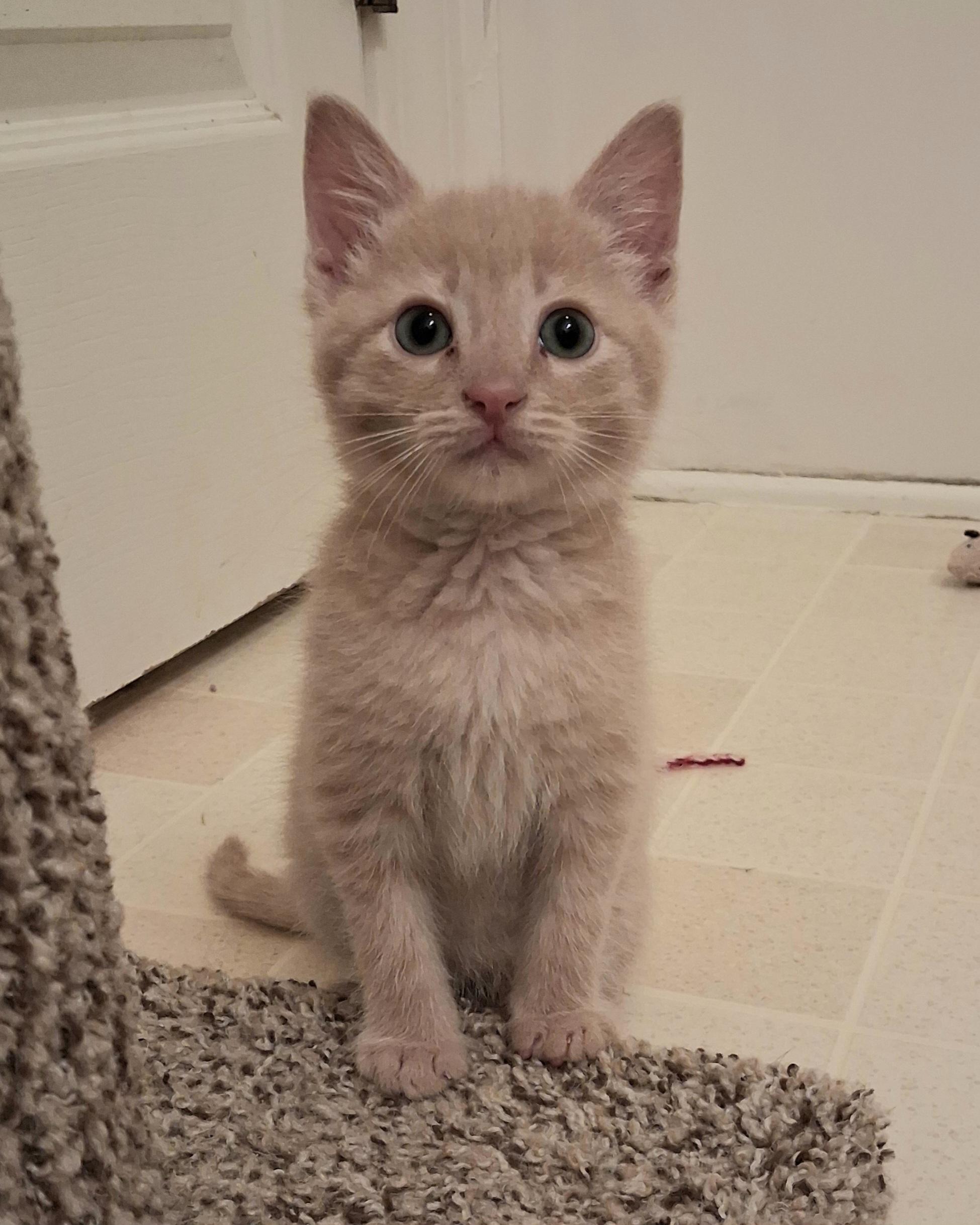 Tater Tot, adoptable, Kitten Male Domestic Short Hair.