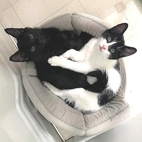 Spot, Adoptable, Kitten Male Domestic Short Hair.