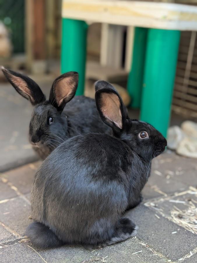 Betty Boop and Marilyn Bunroe, Adoptable, Baby Female Bunny Rabbit.