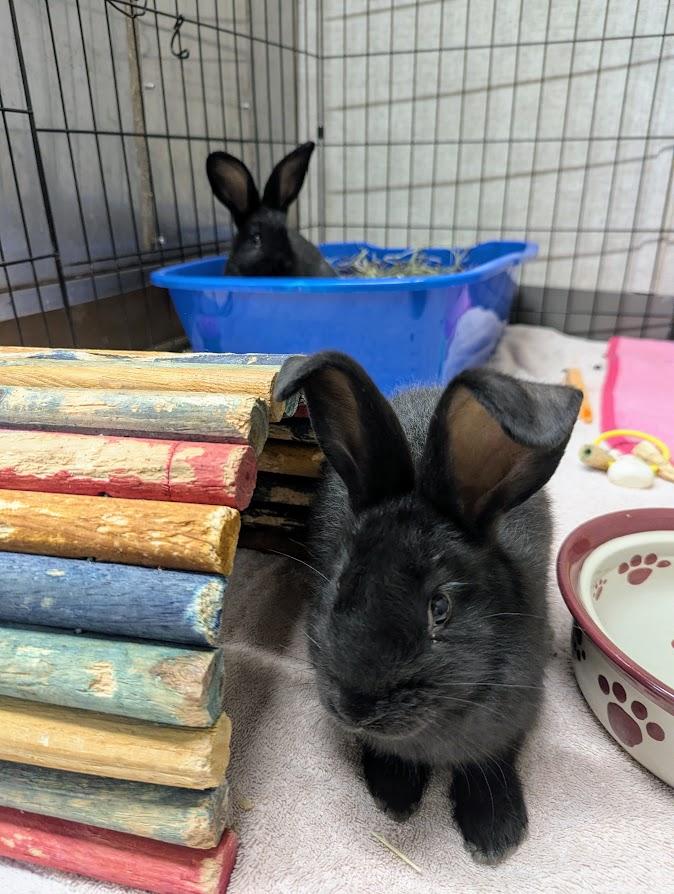 Betty Boop and Marilyn Bunroe, a Adoptable mixed breed in Coquitlam, BC image 2/3
