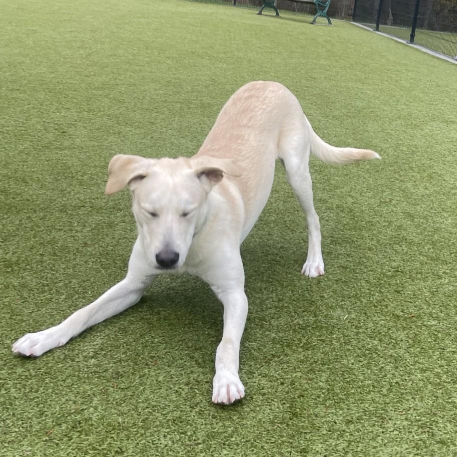 Enlarge Duke, a Adoptable mixed breed in Friday Harbor, WA image 1/5