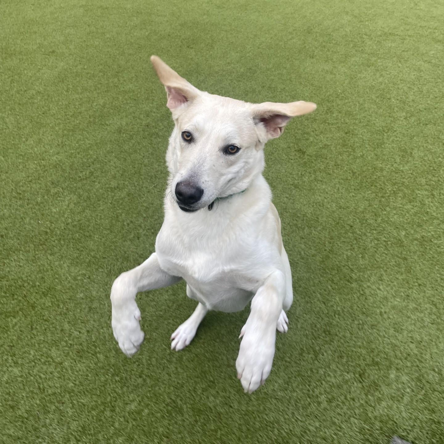 Enlarge Duke, a Adoptable mixed breed in Friday Harbor, WA image 2/5
