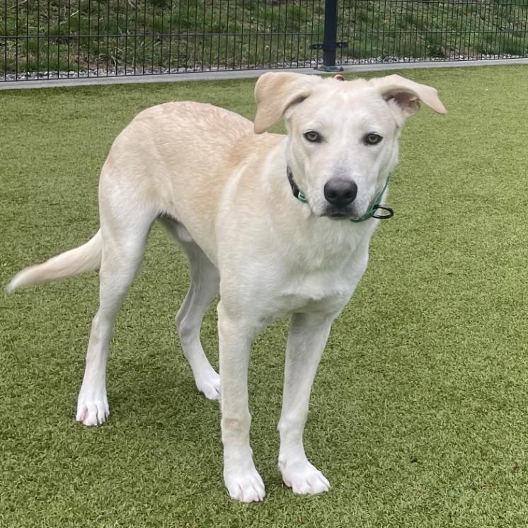 Enlarge Duke, a Adoptable mixed breed in Friday Harbor, WA image 4/5