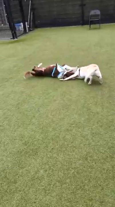 Enlarge Duke, a Adoptable mixed breed in Friday Harbor, WA video 6/6