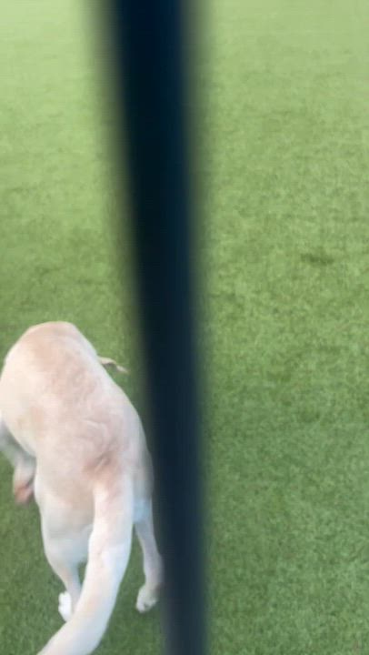 Enlarge Duke, a Adoptable mixed breed in Friday Harbor, WA video 5/5