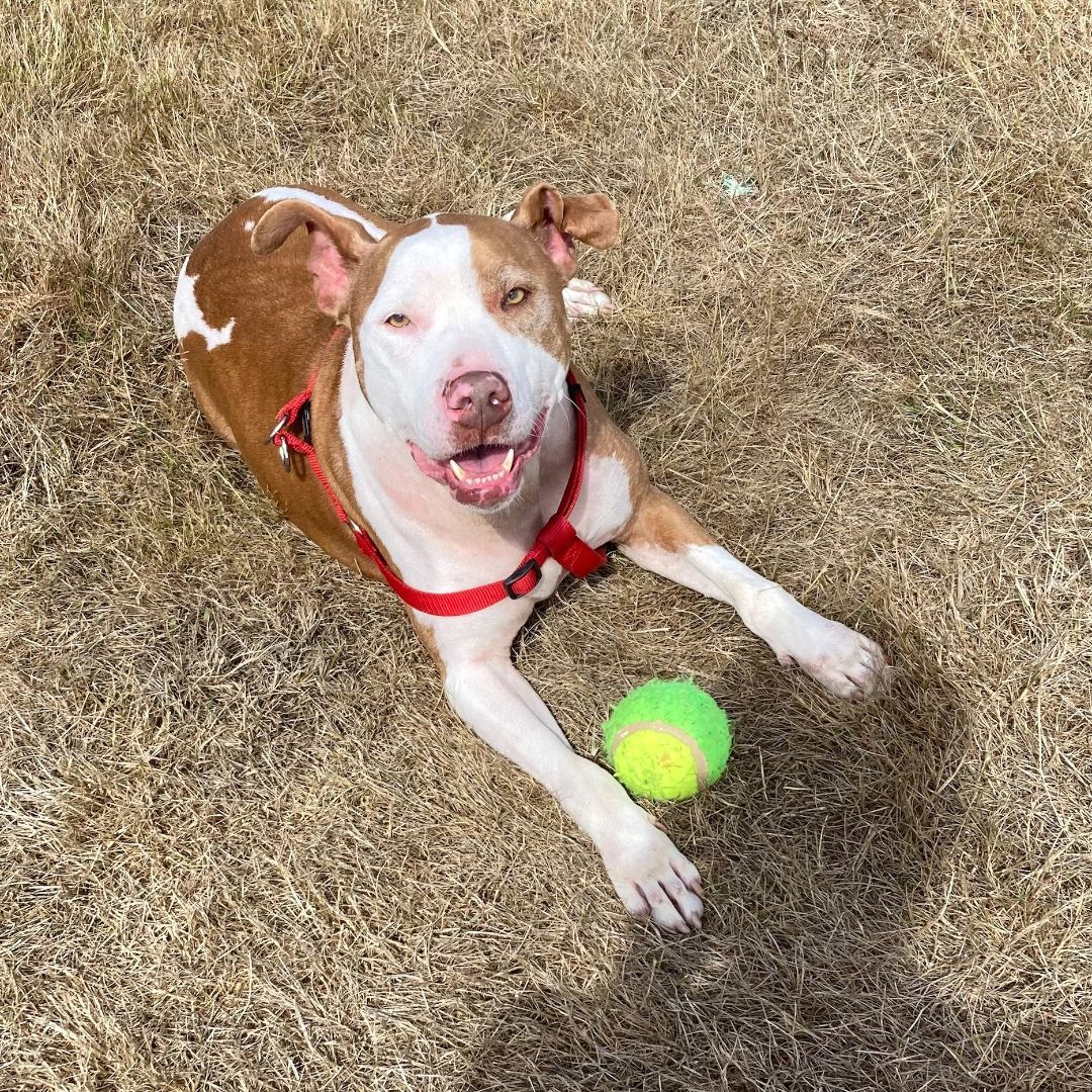 Moose, Adoptable, Senior Male American Staffordshire Terrier.