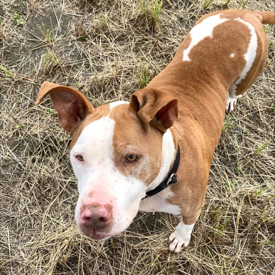 Moose, a Adoptable mixed breed in Long Beach, WA image 2/4