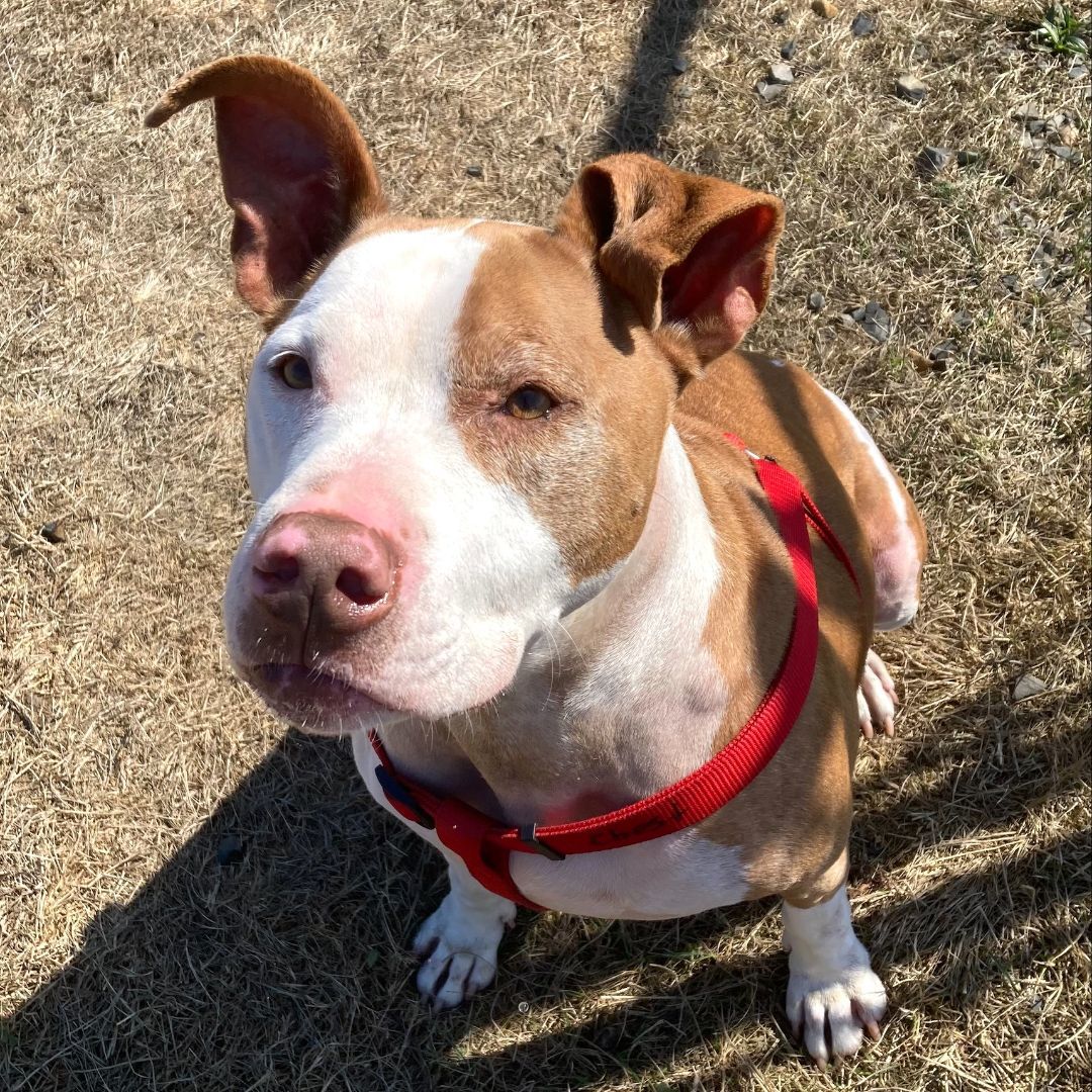 Moose, a Adoptable mixed breed in Long Beach, WA image 3/4