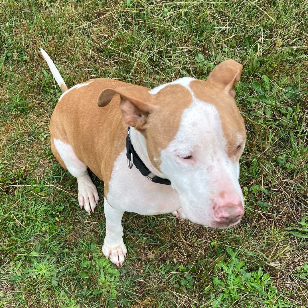 Moose, a Adoptable mixed breed in Long Beach, WA image 4/4