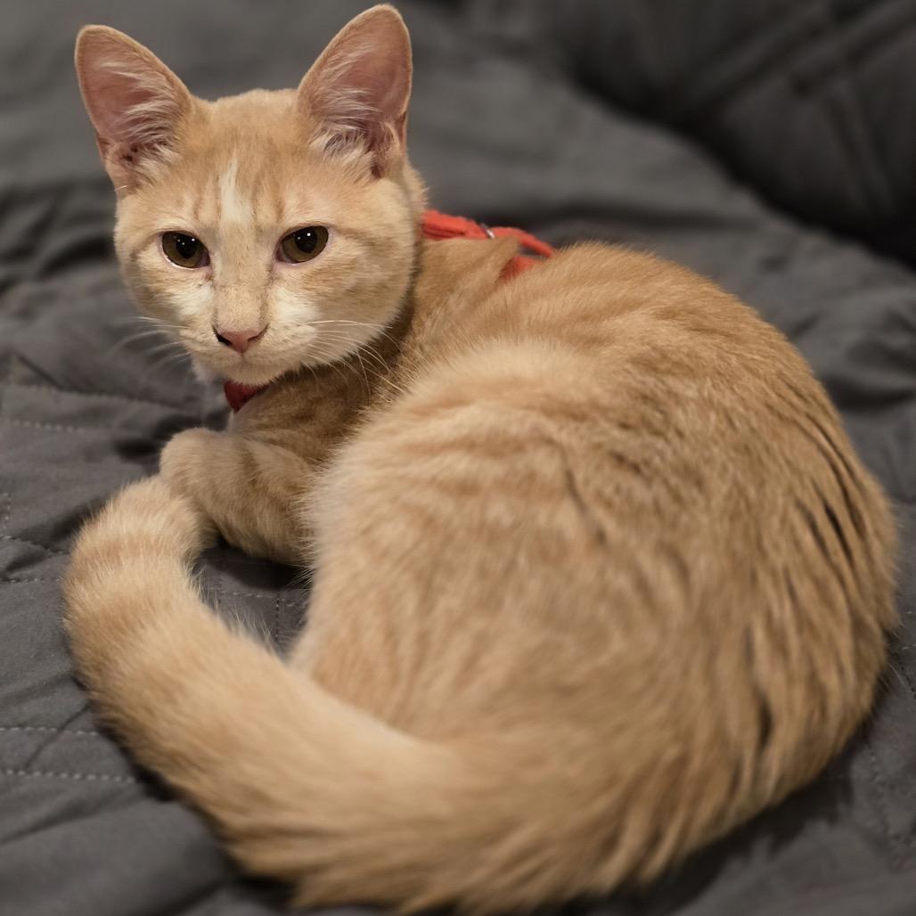 Tanner — thumbnail 2