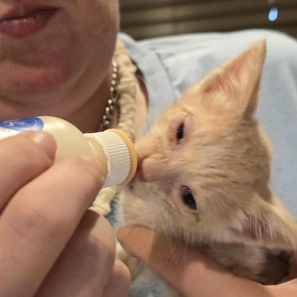 Tanner — thumbnail 3